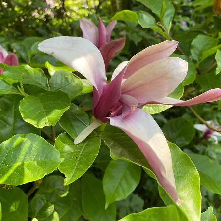 In Near Star Restaurant בית נופש