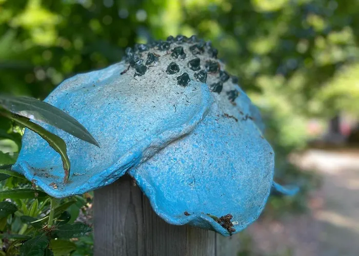 In Near Star Restaurant Leende