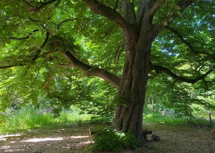 In Near Star Restaurant *